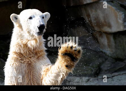 (file) - A dpa file picture dated 23 March 2010 shows beloved polar bear Knut making a splash at the zoo in Berlin, Germany. The zoo's bear expert Heiner Kloes reported that the four-year-old polar bear collapsed and died of unknown causes in his compound on 19 March 2011. Knut was one of the zoo's major attractions and popular with Berliners and foreigners alike. Photo: Alina Novo Stock Photo