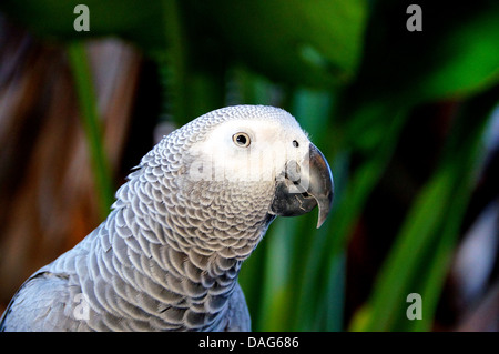 African gray parrot Stock Photo