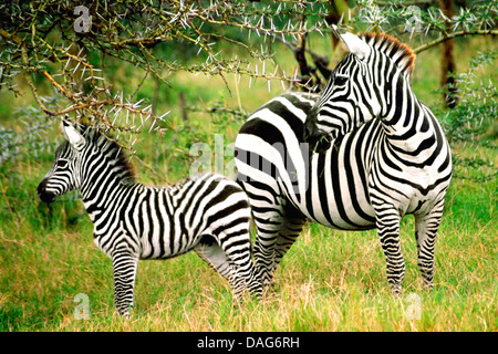 ZEBRAS MOTHER AND BABY Stock Photo