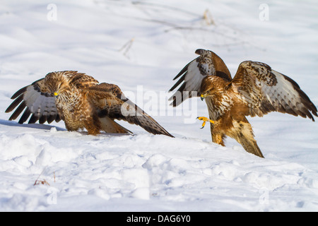 Eurasian buzzard (Buteo buteo), two buzzards in snow, Switzerland, Sankt Gallen Stock Photo