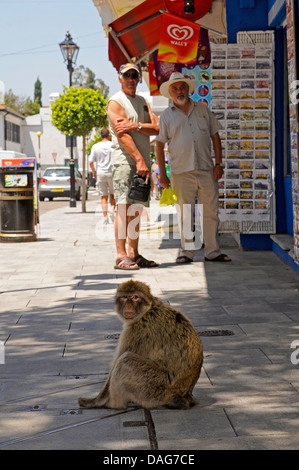 barbary ape, barbary macaque (Macaca sylvanus), two men looking at an on the pavement sitting ape, Gibraltar Stock Photo