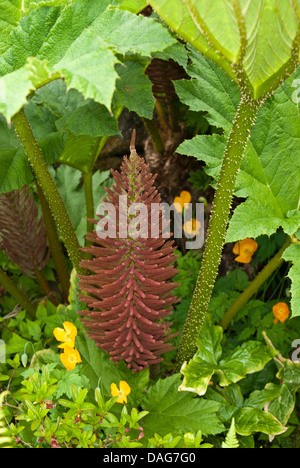 A large Gunnera manicata flower spike, growing in an English country garden Stock Photo