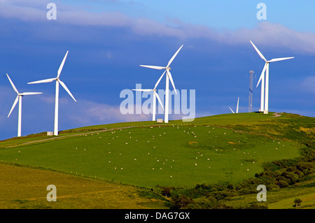 Taff Ely Wind Farm with flock of sheep, United Kingdom, Wales Stock Photo