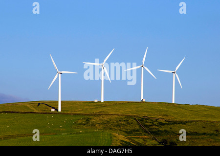 Taff Ely Wind Farm with flock of sheep, United Kingdom, Wales Stock Photo