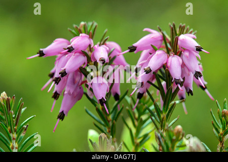 spring heath (Erica herbacea, Erica carnea), blooming, Italy, South Tyrol, Dolomites Stock Photo