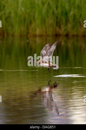 European wigeon (Anas penelope, Mareca penelope), starting to a flight from a water surface, Norway, Troms, Tromsoe Stock Photo