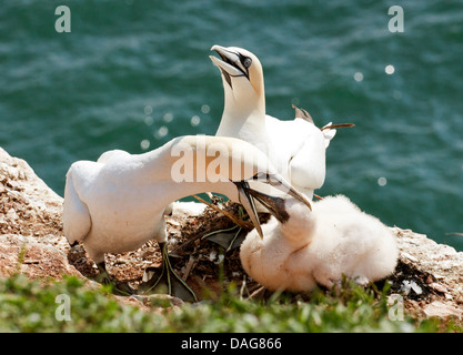 northern gannet (Sula bassana, Morus bassanus), feeding at the nest, Germany, Schleswig-Holstein, Heligoland Stock Photo