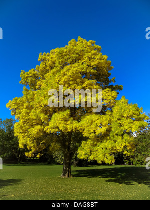 European ash (Fraxinus excelsior), North Rhine-Westphalia, Germany ...