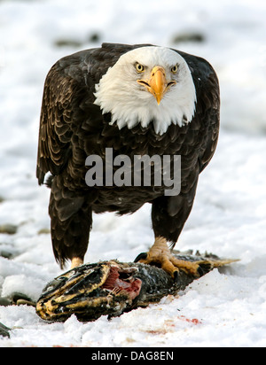 American bald eagle (Haliaeetus leucocephalus), standing on a dead salmon in snow, USA, Alaska, Chilkat Bald Eagles Preserve, Haines Stock Photo