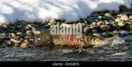 chum salmon (Oncorhynchus keta), at spawning season in the shallow water covered with pebbles at the riverside, USA, Alaska, Chilkat Bald Eagle Preserve Stock Photo