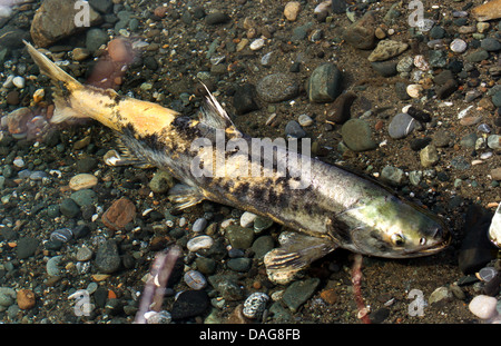 chum salmon (Oncorhynchus keta), in shallow water, with mycosis, USA, Alaska, Chilkat Bald Eagle Preserve Stock Photo