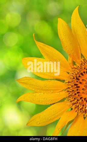 sunflower macro on natural background Stock Photo