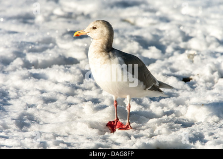 glaucous-winged gull (Larus glaucescens), standing in snow, USA, Alaska, Chilkat Bald Eagle Preserve Stock Photo