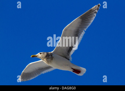 glaucous-winged gull (Larus glaucescens), flying, USA, Alaska, Chilkat Bald Eagle Preserve Stock Photo
