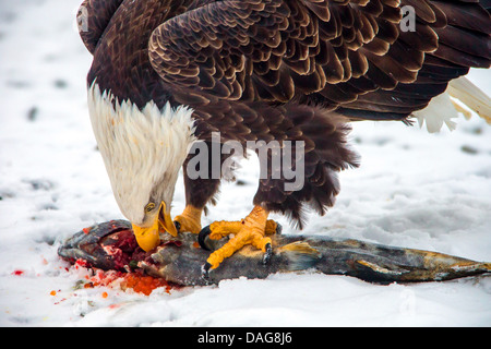 American bald eagle (Haliaeetus leucocephalus), feeding a dead salmon in snow, USA, Alaska, Chilkat Bald Eagle Preserve Stock Photo