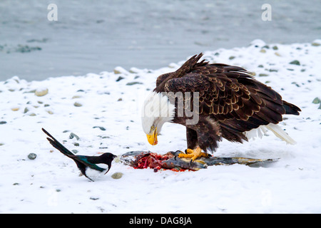 American bald eagle (Haliaeetus leucocephalus), feeding a dead salmonin snow and a magpie keeping a biding watch , USA, Alaska, Chilkat Bald Eagle Preserve Stock Photo