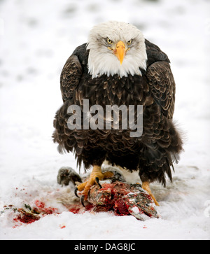 American bald eagle (Haliaeetus leucocephalus), standing on a dead salmon in snow, USA, Alaska, Chilkat Bald Eagles Preserve, Haines Stock Photo