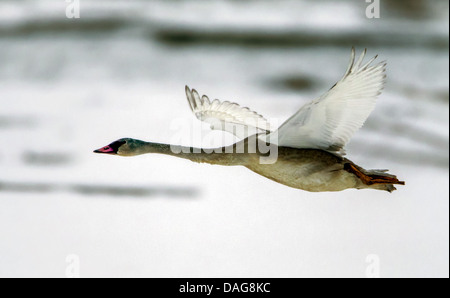 trumpeter swan (Cygnus buccinator), in flight, USA, Alaska, Chilkat Bald Eagle Preserve Stock Photo