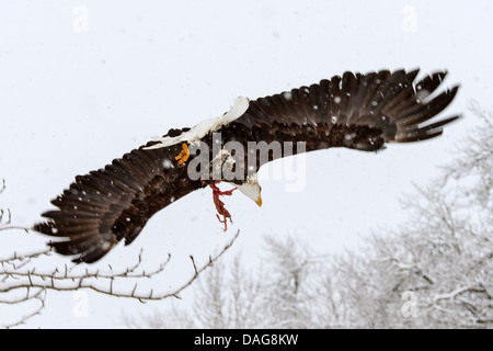 American bald eagle (Haliaeetus leucocephalus), flying with salmon head, USA, Alaska, Chilkat Bald Eagle Preserve Stock Photo