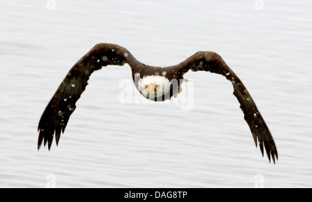 American bald eagle (Haliaeetus leucocephalus), in flight, USA, Alaska, Chilkat Bald Eagles Preserve, Haines Stock Photo