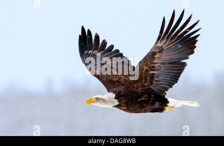 American bald eagle (Haliaeetus leucocephalus), in flight, USA, Alaska, Chilkat Bald Eagles Preserve, Haines Stock Photo