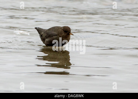 north American dipper (Cinclus mexicanus), on the feed in water, USA, Alaska, Chilkat Bald Eagle Preserve Stock Photo