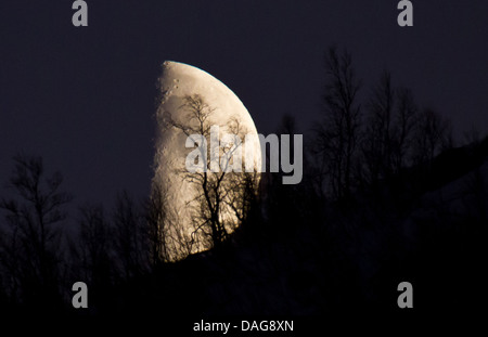 waxing half moon rising behind trees, Norway, Troms, Kvaloeya, Kattfjordeidet Stock Photo