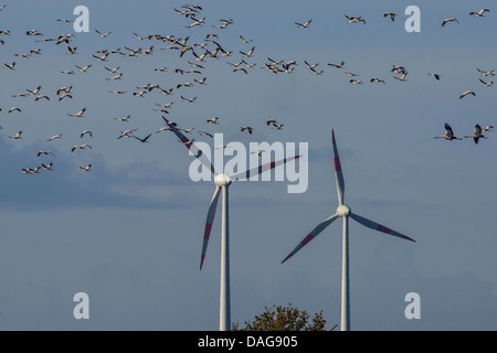 Common crane, Eurasian Crane (Grus grus), flock over the Oppenweher Moor in front of wind wheels, Germany, Lower Saxony, Oppenwehe Stock Photo