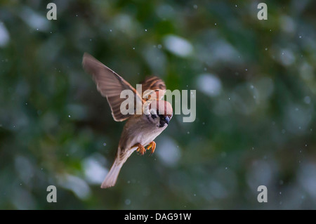 Eurasian tree sparrow (Passer montanus), in hovering, Germany, North Rhine-Westphalia Stock Photo