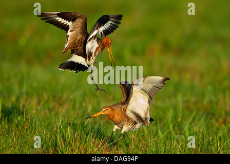 black-tailed godwit (Limosa limosa), two rivals fighting in a meadow, Germany, Lower Saxony, Duemmer Stock Photo