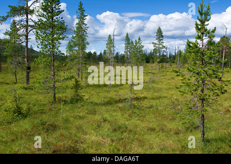highmoor with peat moss, Sweden, Fulufjaellet National Park Stock Photo