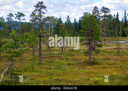 highmoor with peat moss, Sweden, Fulufjaellet National Park Stock Photo