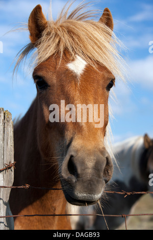 Icelandic horses with long hair. Icelandic horse is a breed of horse