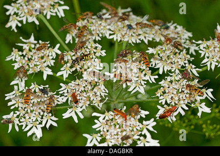 soldier beetles, hoverflies, flies, wasps and other insects together on a flower, Germany Stock Photo