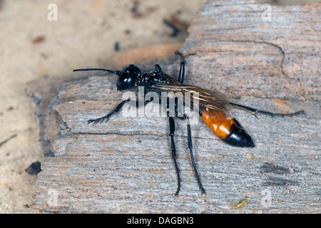 Digger wasp (Podalonia affinis, Sphex lutaria, Ammophila affinis), female sitting on wood, Germany Stock Photo