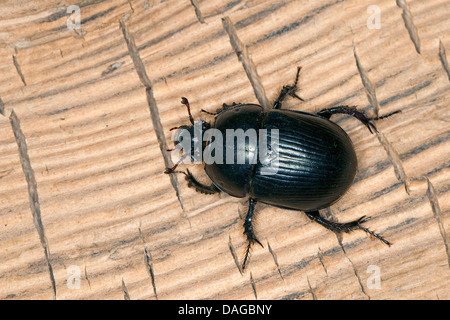 dor beetles (Geotrupes spiniger), on deadwood, Germany Stock Photo