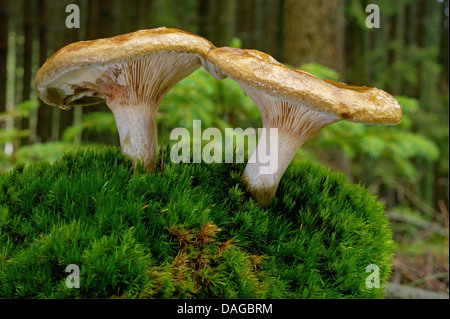 brown rollrim (Paxillus involutus), two fruiting bodies on moss, Germany, Rhineland-Palatinate Stock Photo