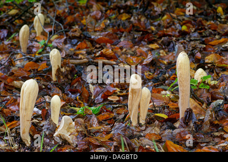 giant club (Clavariadelphus pistillaris), fruiting bodies on forest ground, Germany, North Rhine-Westphalia, Bergisches Land Stock Photo