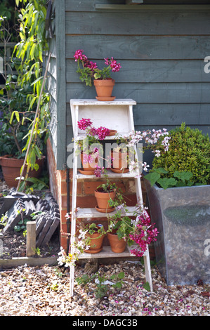 Pink geraniums in terracotta pots on white painted ladder leaning against shed Stock Photo