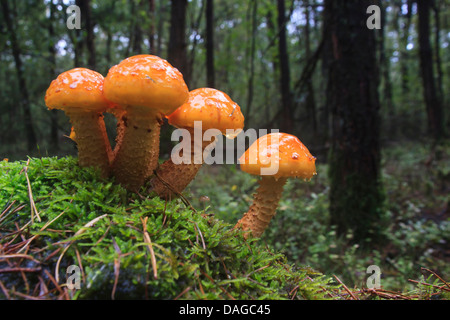 golden scalycap (Pholiota aurivella, Pholiota cerifera), fruiting bodies in forest, Germany Stock Photo