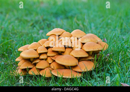 Conifer tuft (Hypholoma capnoides), several fruiting bodies in a medow, Germany Stock Photo