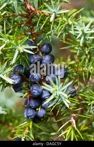 common juniper, ground juniper (Juniperus communis), juniper berries, Germany, Lower Saxony Stock Photo