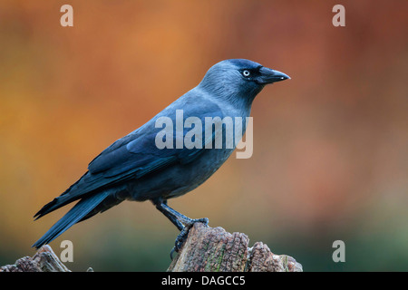 jackdaw (Corvus monedula), sitting on a tree snag, Germany Stock Photo