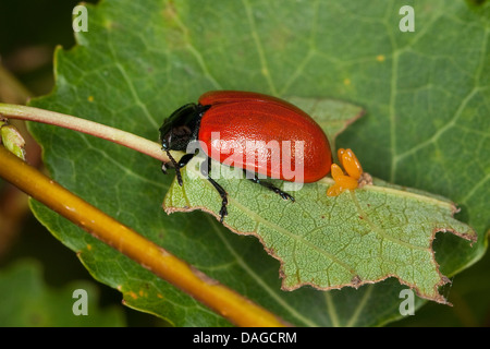 red poplar leaf-beetle, poplar leaf beetle, poplar beetle (Chrysomela populi, Melasoma populi), female deposing eggs, Germany Stock Photo