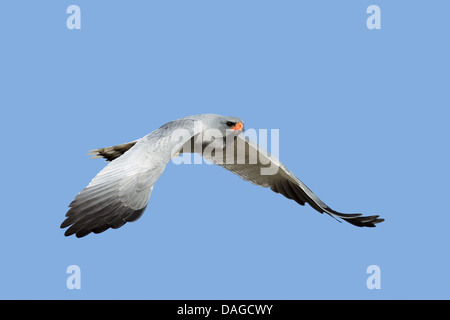 Southern Pale Chanting Goshawk in flight - Melierax canorus - Kalahari Desert Stock Photo