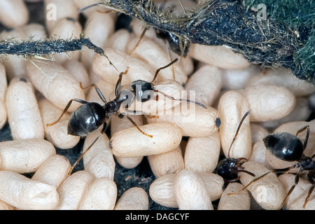 Black garden, Common Black Ant (Lasius s. str., wahrscheinlich Lasius niger), nest with pupas and workers, Germany Stock Photo