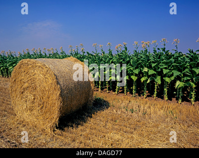 Cultivated Tobacco, Common Tobacco, Tobacco (Nicotiana tabacum), tobaco field with bale of straw, Germany Stock Photo