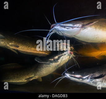 African sharptooth catfish (Clarias gariepinus), many catfishes in a pisciculture Stock Photo