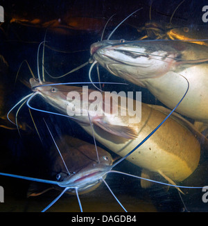 African sharptooth catfish (Clarias gariepinus), many catfishes in a pisciculture Stock Photo