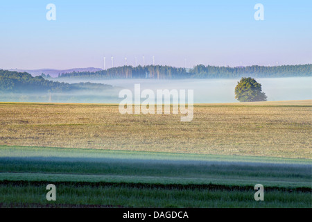 landscape of Vulkan Eifel with ground fog, wind power stations in background, Germany, Rhineland-Palatinate, Naturpark Vulkaneifel Stock Photo